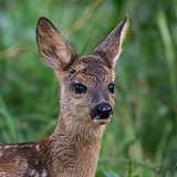 Roe deer